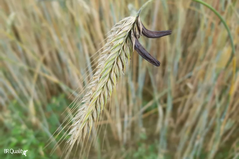 Alcalóides de Ergot: riscos destas micotoxinas