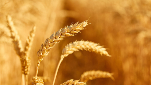 Wheat field with spikelets close up, background with wheat spikelets