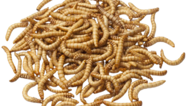 mealworms-removebg-preview-e1614809676844