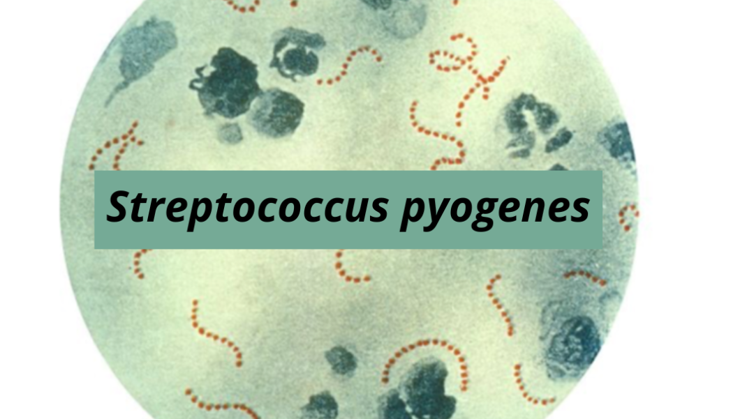 Streptococcus Pyogenes Semear