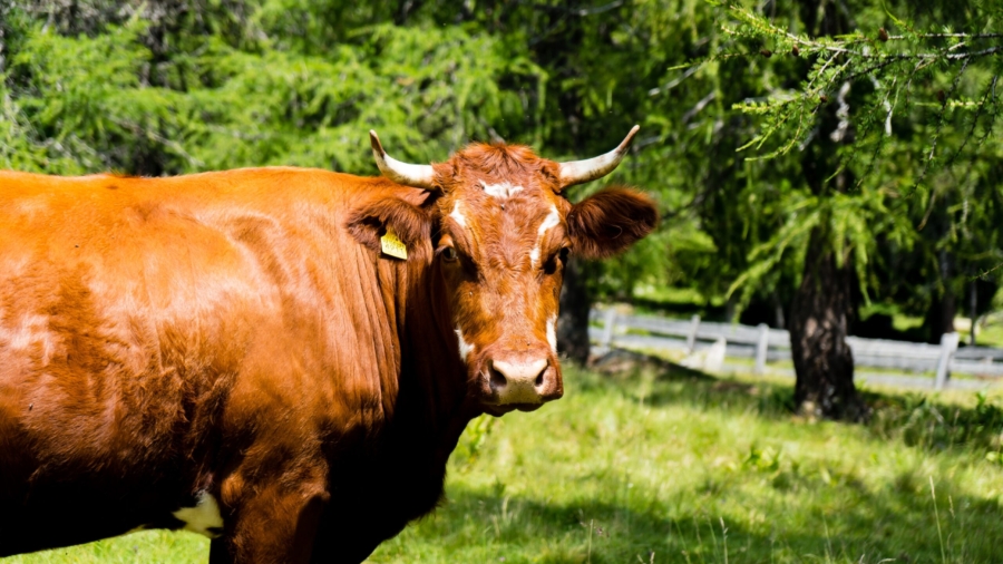 A closeup of a Tarentaise cattle in a field covered in greenery under the sunlight at daytime