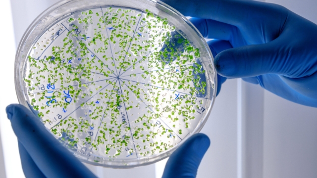 A closeup shot of a laboratory worker examining a green substance on a petri dish while conducting coronavirus research